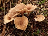 Clitocybe radicellata image