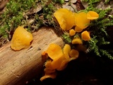 Heterotextus luteus image