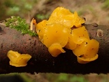 Heterotextus luteus image