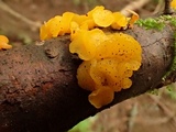 Heterotextus luteus image