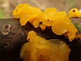 Heterotextus luteus image