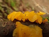 Heterotextus luteus image