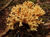 Ramaria rubricarnata var. verna image