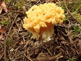 Ramaria rubricarnata var. verna image