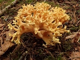 Ramaria rubricarnata var. verna image