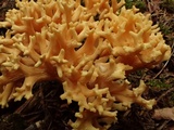 Ramaria rubricarnata var. verna image