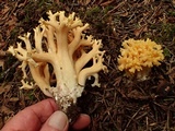 Ramaria rubricarnata var. verna image
