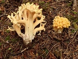 Ramaria rubricarnata var. verna image