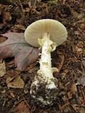 Amanita citrina f. lavendula image
