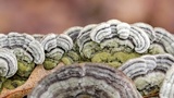 Cerrena unicolor image