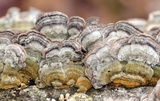 Cerrena unicolor image