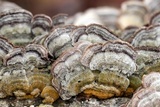 Cerrena unicolor image