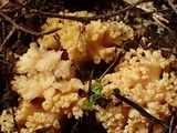 Ramaria rubricarnata var. verna image
