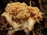 Ramaria rubricarnata var. verna image