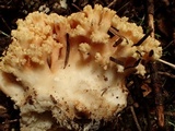 Ramaria rubricarnata var. verna image