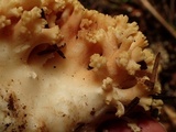 Ramaria rubricarnata var. verna image