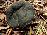 Pseudoplectania melaena image