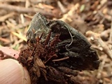 Pseudoplectania melaena image