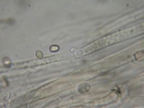 Pluteus brunneidiscus image