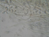 Pluteus brunneidiscus image