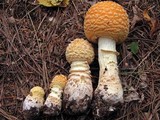 Amanita amerimuscaria image