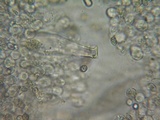 Pluteus brunneidiscus image