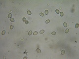 Pluteus brunneidiscus image