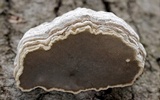 Fomes excavatus image