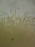 Heterotextus luteus image