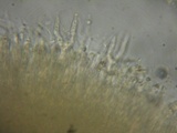 Heterotextus luteus image