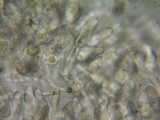 Heterotextus luteus image