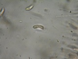 Heterotextus luteus image