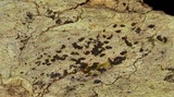 Gloniopsis subrugosa image