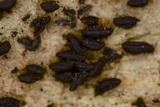 Gloniopsis subrugosa image