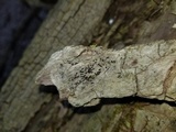 Gloniopsis subrugosa image