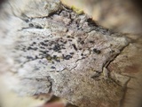 Gloniopsis subrugosa image