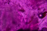 Gloniopsis subrugosa image