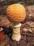 Amanita amerimuscaria image