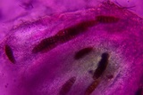 Gloniopsis subrugosa image