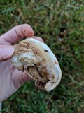 Hebeloma velutipes image
