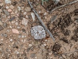 Psora crenata image