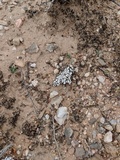 Psora crenata image