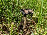 Coprinus calyptratus image