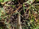 Coprinus calyptratus image