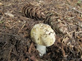 Amanita pantherinoides image