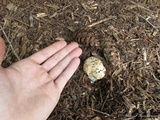 Amanita pantherinoides image