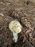 Amanita pantherinoides image