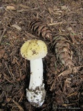 Amanita pantherinoides image