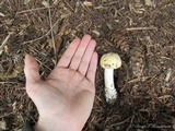 Amanita pantherinoides image