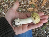 Amanita pantherinoides image